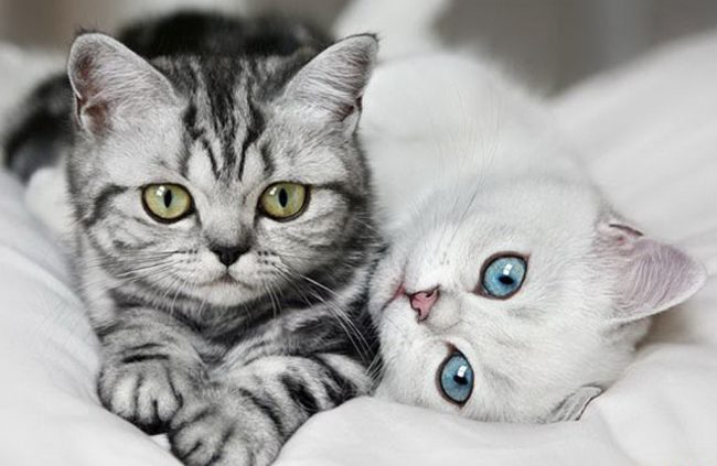 кошки