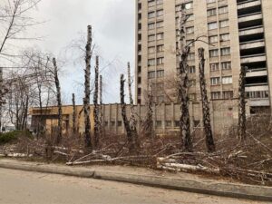 В Днепре уничтожили березовую рощу: Филатов пообещал наказать виновных