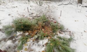 В Днепре вандалы срубили новогоднюю елку с украшениями (Фото)