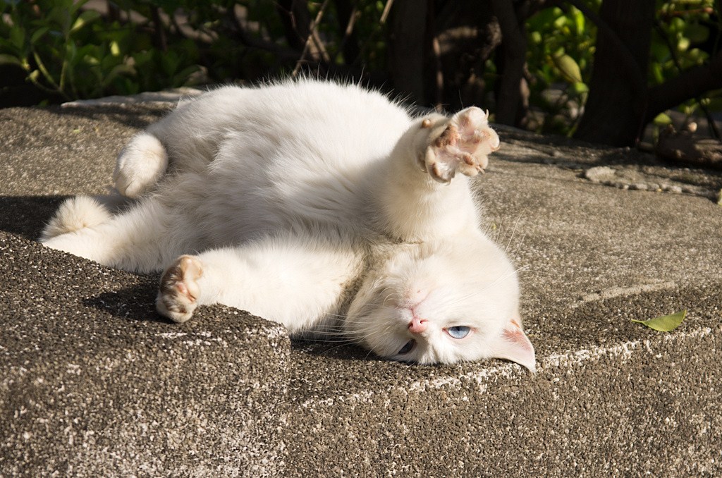 1338965781_yaponskie-koty-3