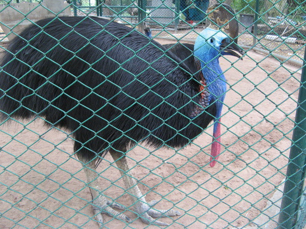 индостраус