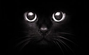 чёрный кот