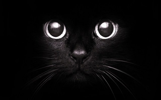 чёрный кот