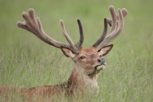 Во время марафона олень снес атлета