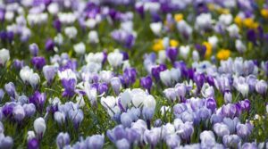 запретили продажу шафрана