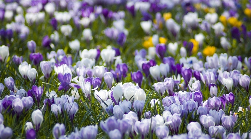 запретили продажу шафрана