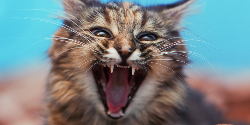 кошка бешенство