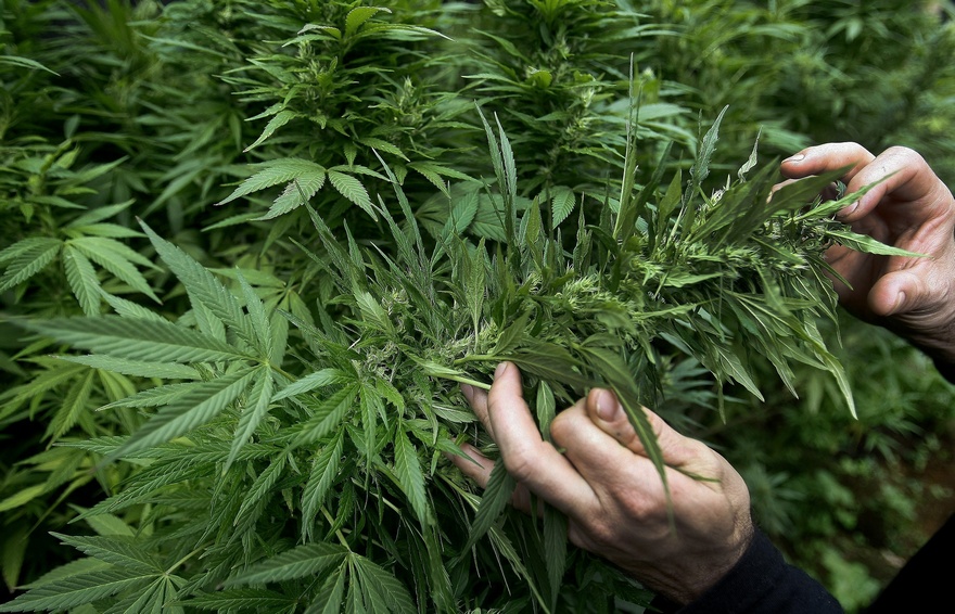 конопля, фото из открытых источников