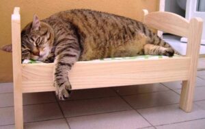 кот