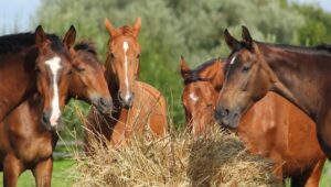 1511936177_horse-hay-2