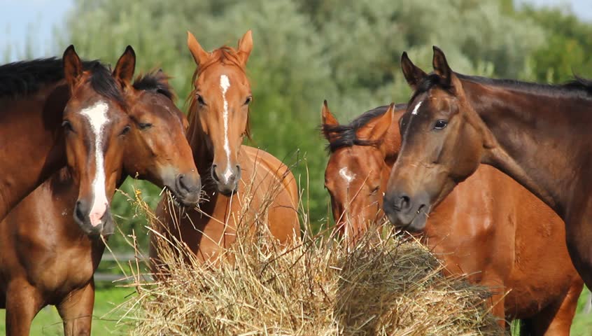 1511936177_horse-hay-2