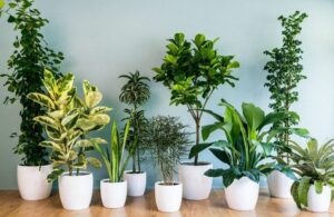1517256203_house-plants-01