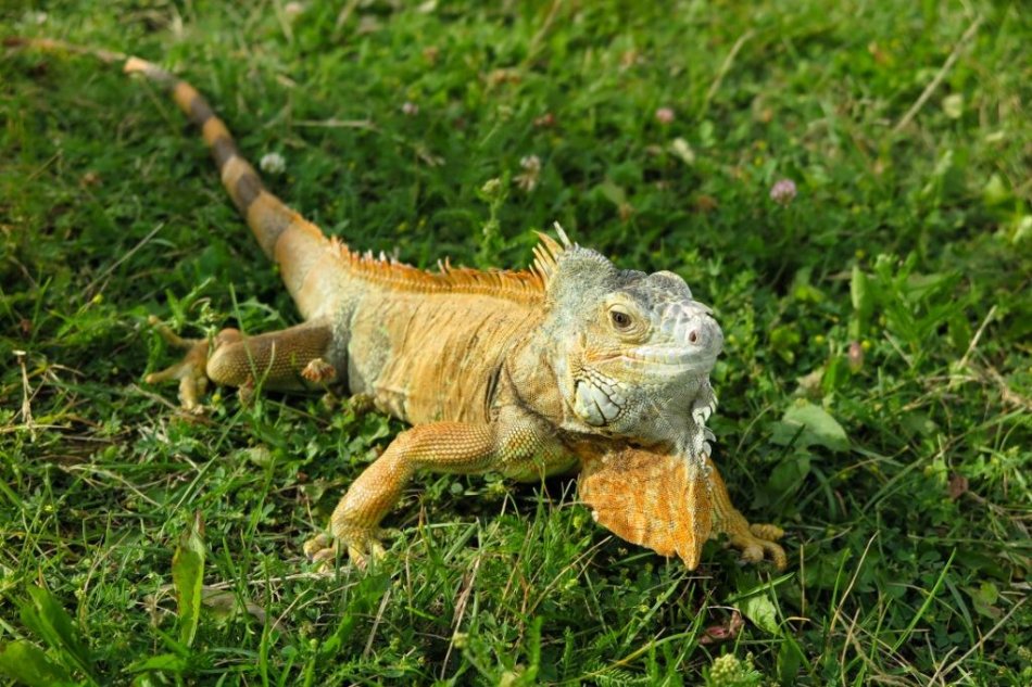 игуана