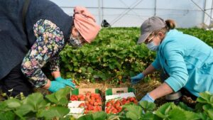 В Польше нехватка рабочих рук – готовят чартеры для украинцев