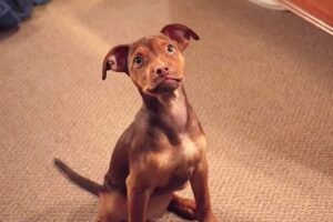 Путь домой, кадр из фильма