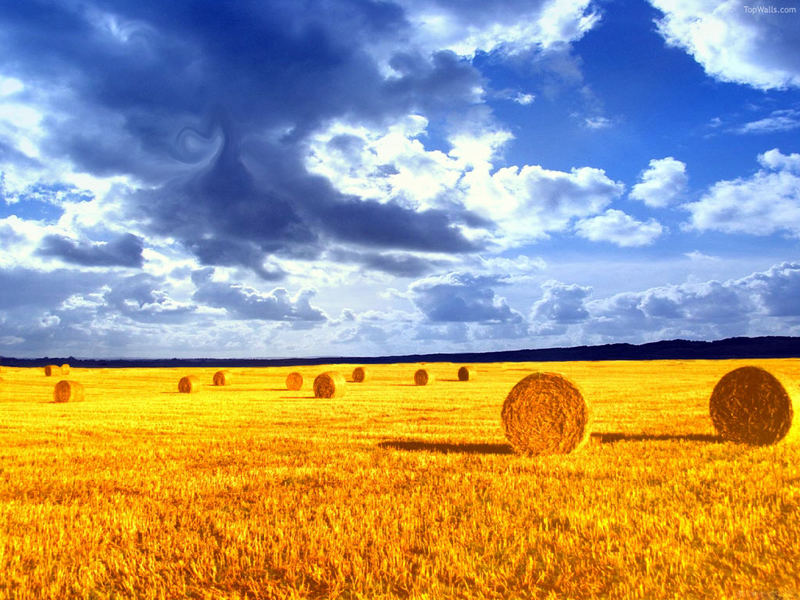 украинское поле