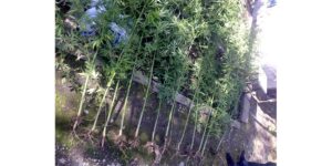 аренда жилья