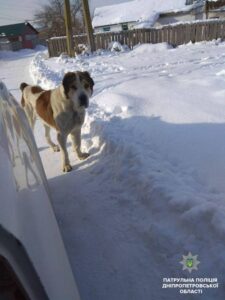 фото полиции, алабай