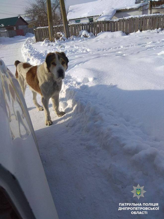 фото полиции, алабай