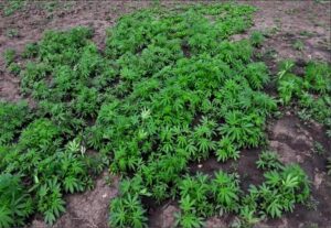 фото https://1kr.ua, ДТП в Кривом Роге