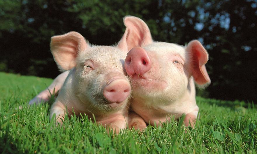 выращивать пивных свиней