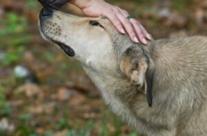 бездомный пес