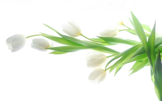 Белые тюльпаны