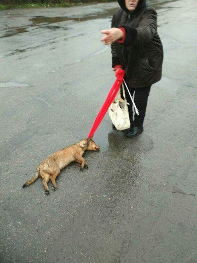 женщина с собакой