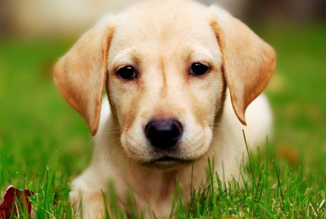 год Желтой Собаки