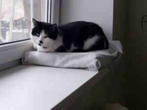 кот