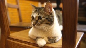 кошка