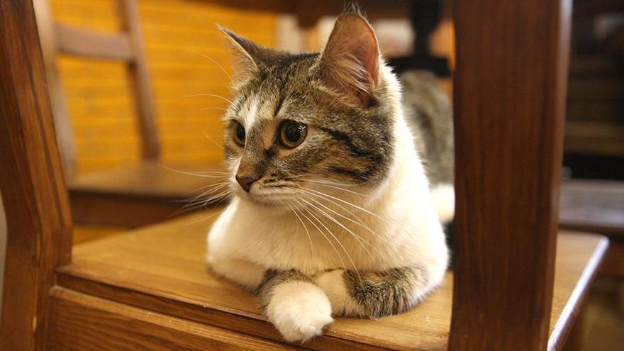 кошка