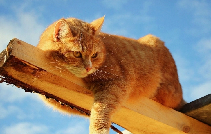 Рыжий кот
