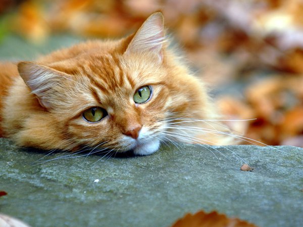 кот осень
