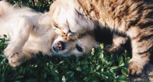 кот и собака