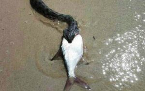 2e52a56e61fa7efac8b8e7ffe9e7896c