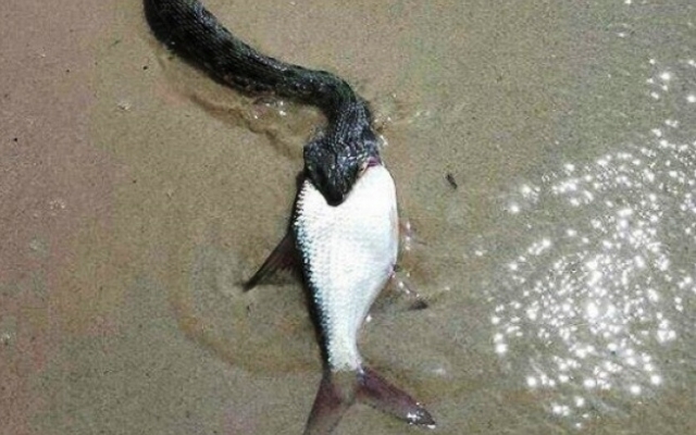 2e52a56e61fa7efac8b8e7ffe9e7896c