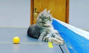 Кот ДнепрОГА теннисный стол