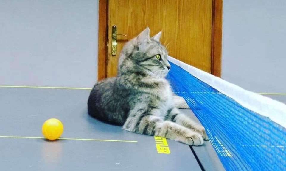 Кот ДнепрОГА теннисный стол