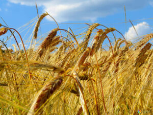 украинское зерно