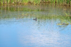 36531922_664160920591867_3526787724818251776_o