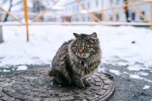 Кот