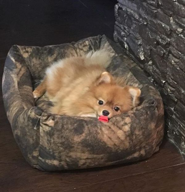 Днепр потерялась собака