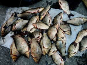 Танцы со звездами