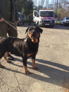 Хозяева бросили ротвейлера