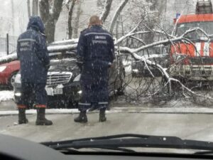 дерево машина Днепр