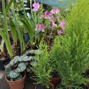 51672141_2163269357321327_3554197226848780288_n