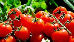 помидоры