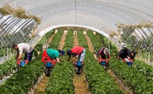 заробитчане