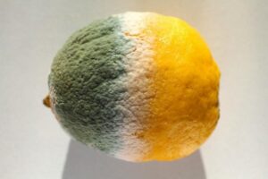 Заплесневелый лимон